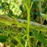 Yeperenye / Yipirinya Caterpillar, Alice Springs, NT
