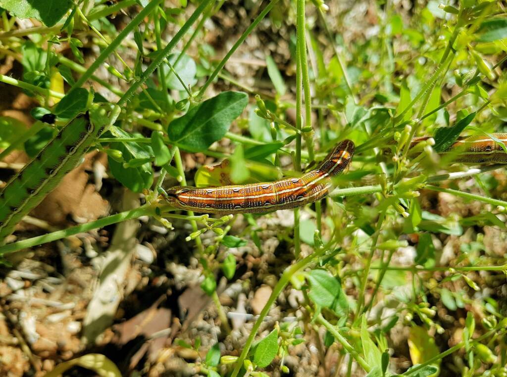 Yeperenye / Yipirinya Caterpillar, Alice Springs, NT