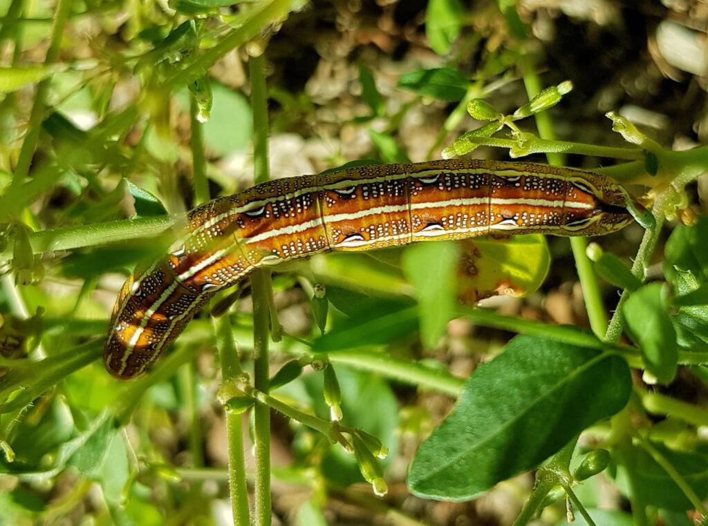 Yeperenye / Yipirinya Caterpillar, Alice Springs, NT