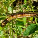 Yeperenye / Yipirinya Caterpillar, Alice Springs, NT