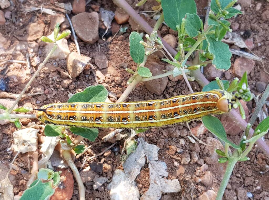 Yeperenye / Yipirinya Caterpillar, Alice Springs, NT