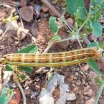 Yeperenye / Yipirinya Caterpillar, Alice Springs, NT