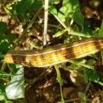 Yeperenye / Yipirinya Caterpillar, Alice Springs, NT