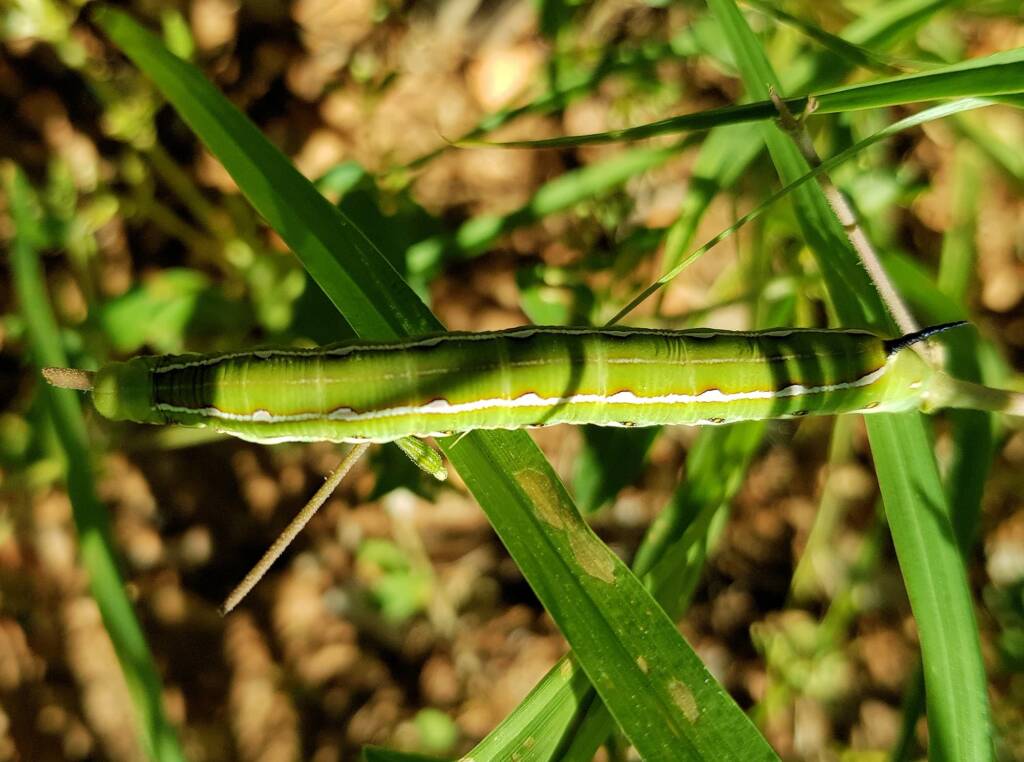 Yeperenye / Yipirinya Caterpillar, Alice Springs, NT