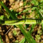Yeperenye / Yipirinya Caterpillar, Alice Springs, NT