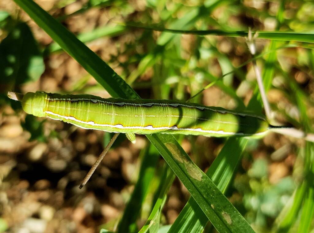 Yeperenye / Yipirinya Caterpillar, Alice Springs, NT