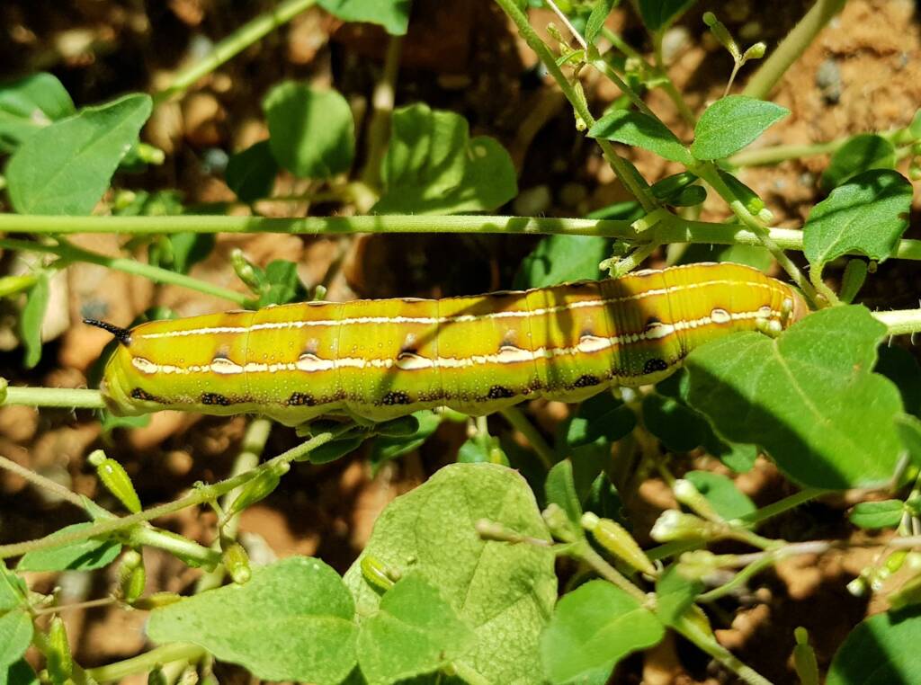 Yeperenye / Yipirinya Caterpillar, Alice Springs, NT