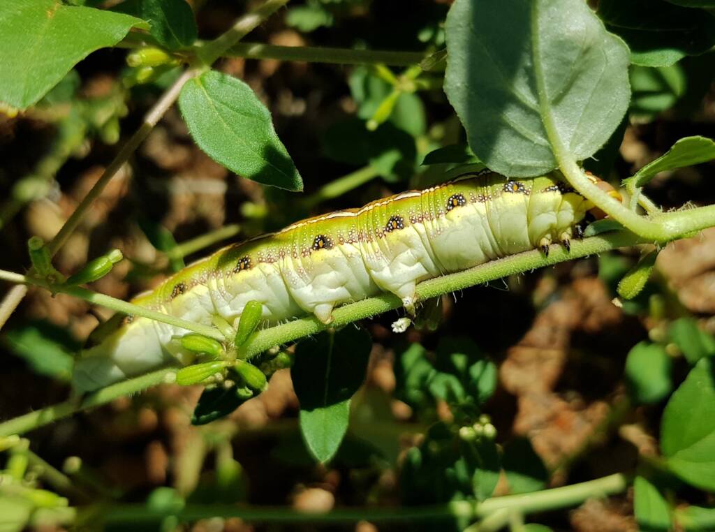 Yeperenye / Yipirinya Caterpillar, Alice Springs, NT