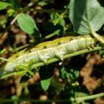 Yeperenye / Yipirinya Caterpillar, Alice Springs, NT