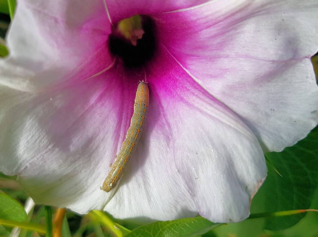 Aedia arctipennis - pictured on the Potato Vine (Ipomoea costata), Alice Springs, NT