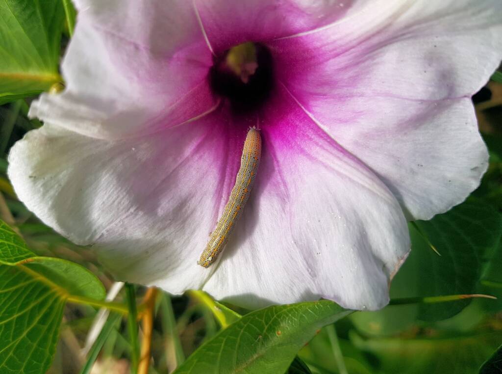 Aedia arctipennis - pictured on the Potato Vine (Ipomoea costata), Alice Springs, NT