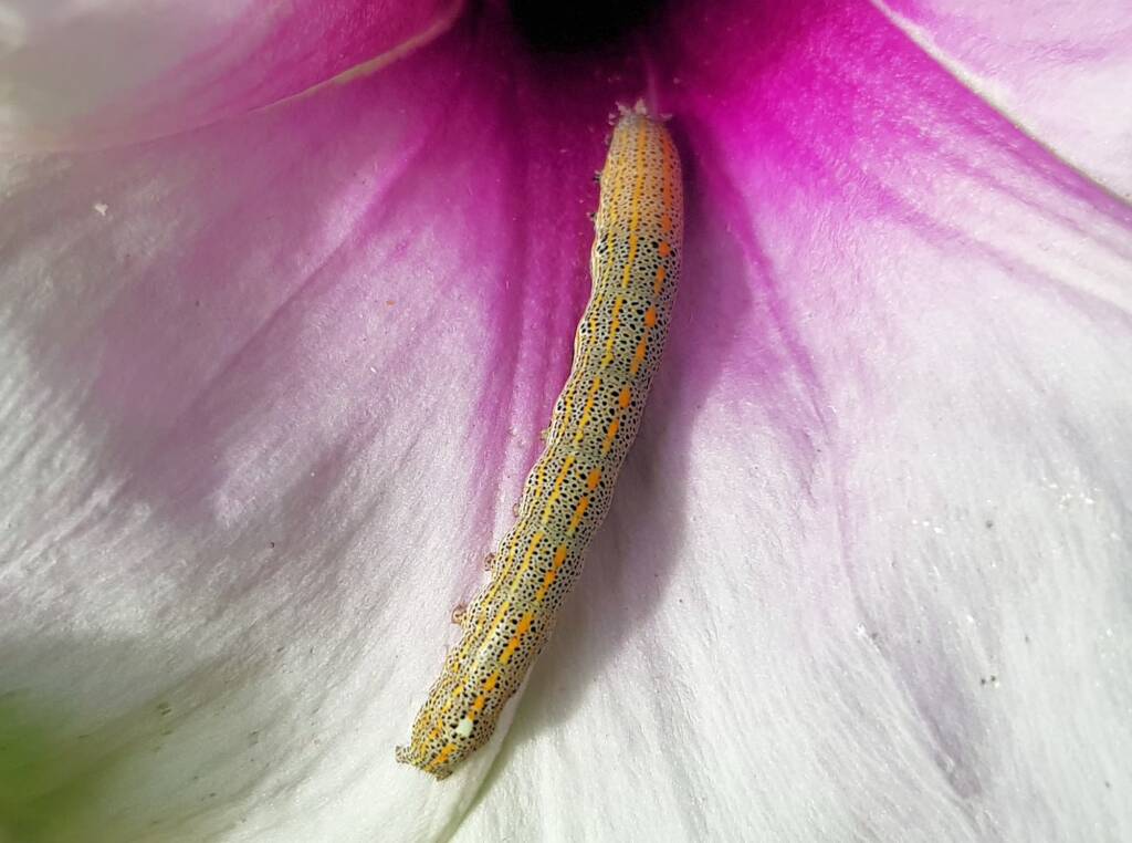 Aedia arctipennis - pictured on the Potato Vine (Ipomoea costata), Alice Springs, NT