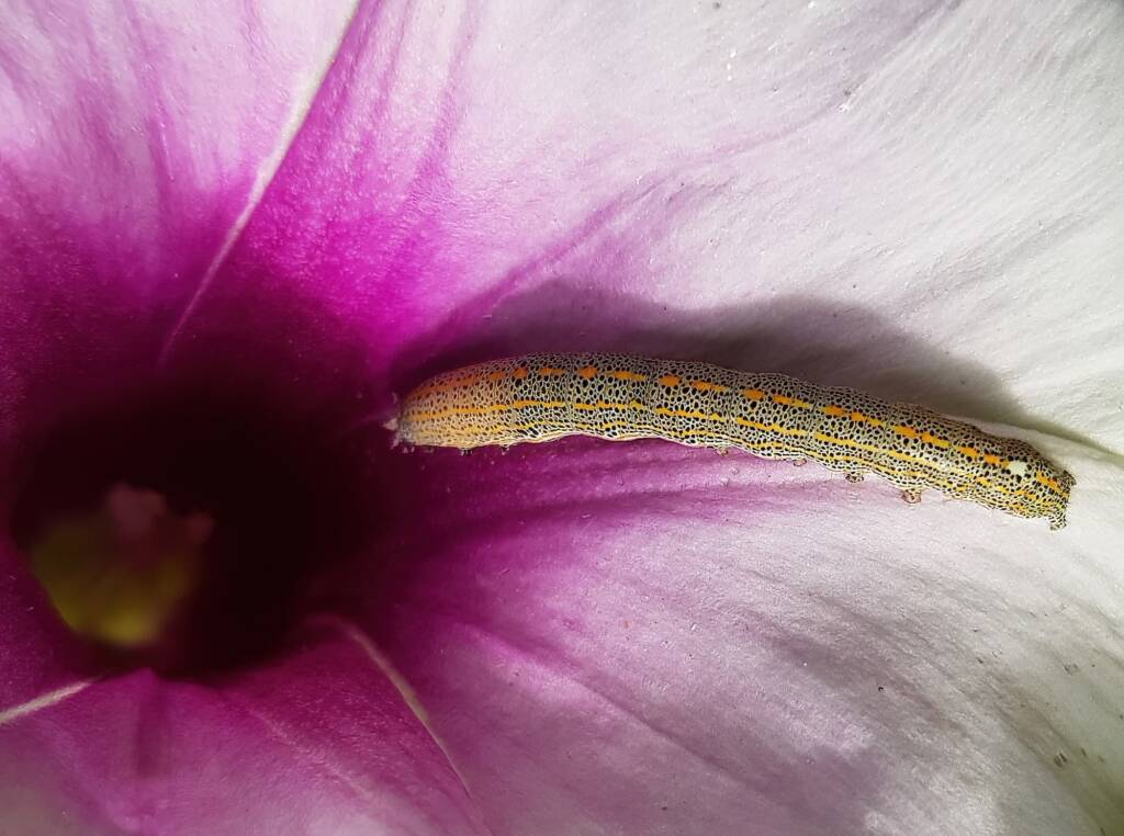Aedia arctipennis - pictured on the Potato Vine (Ipomoea costata), Alice Springs, NT