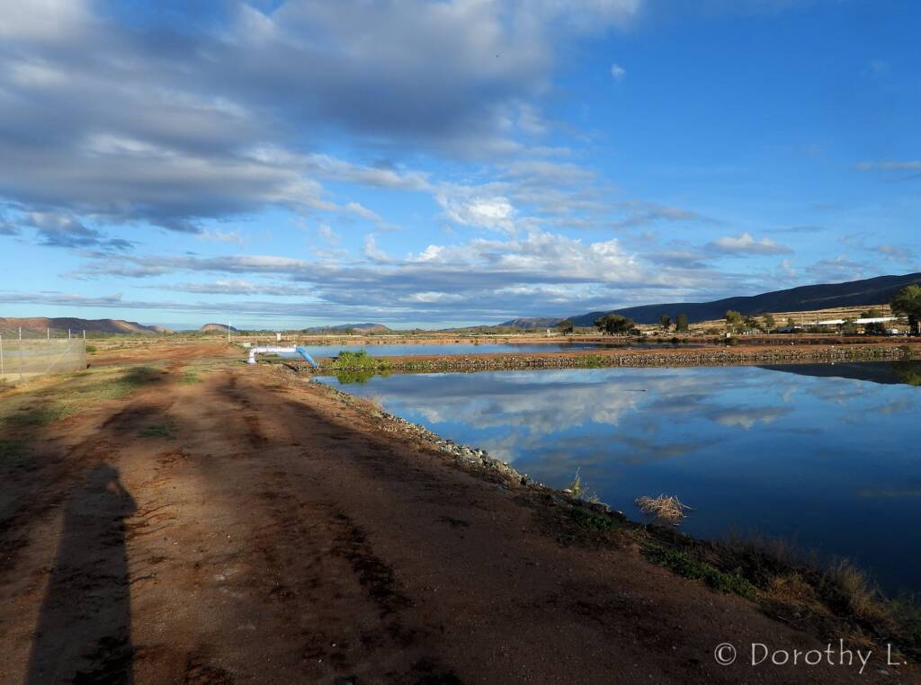 Alice Springs Sewage Ponds, Central Australia, NT