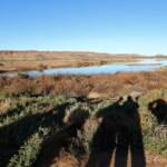 Alice Springs Sewage Ponds, Central Australia, NT