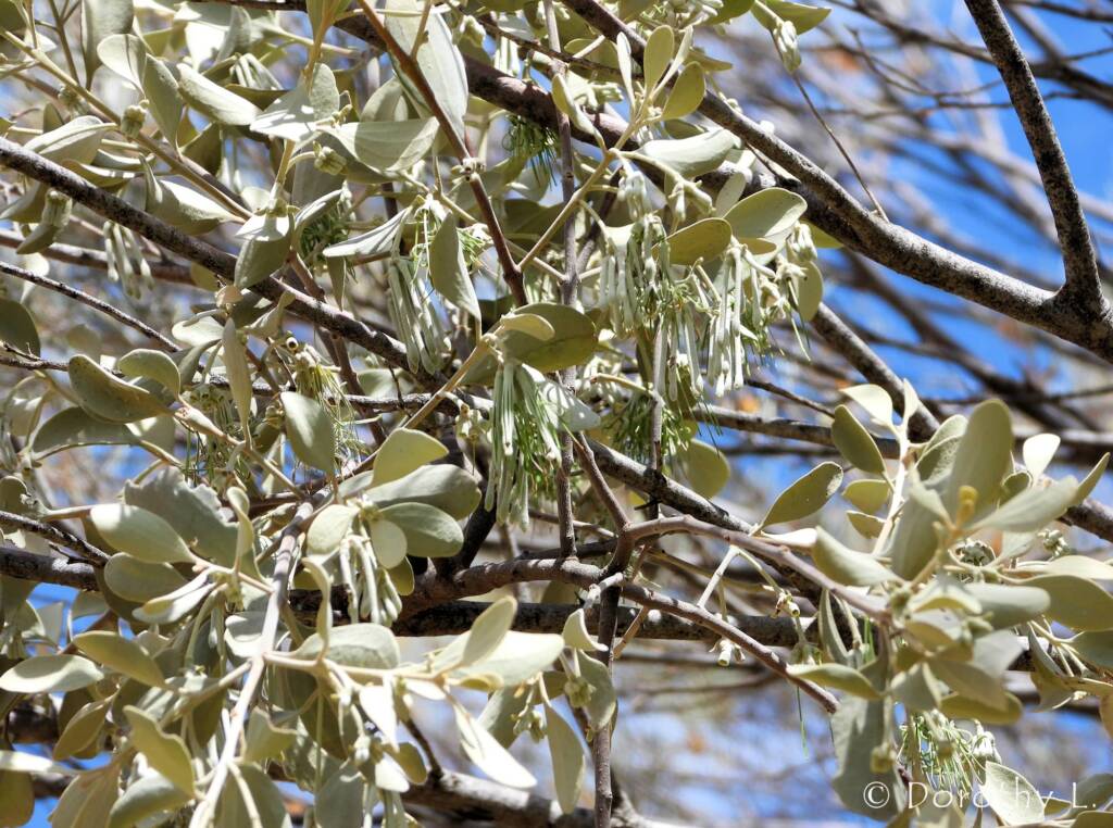 Broad-leaved Mistletoe (Amyema madidenii), Kunoth Bore, Central Australia, NT