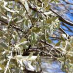 Broad-leaved Mistletoe (Amyema madidenii), Kunoth Bore, Central Australia, NT