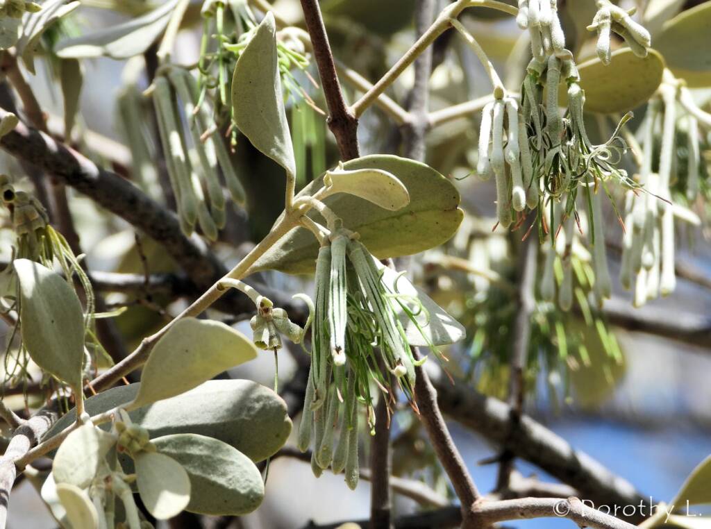 Broad-leaved Mistletoe (Amyema madidenii), Kunoth Bore, Central Australia, NT