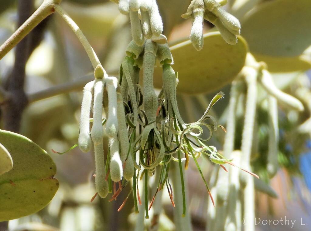 Broad-leaved Mistletoe (Amyema madidenii), Kunoth Bore, Central Australia, NT