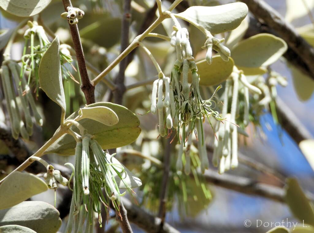 Broad-leaved Mistletoe (Amyema madidenii), Kunoth Bore, Central Australia, NT