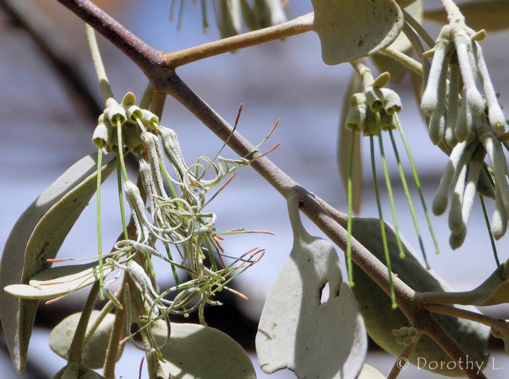 Broad-leaved Mistletoe (Amyema madidenii), Kunoth Bore, Central Australia, NT