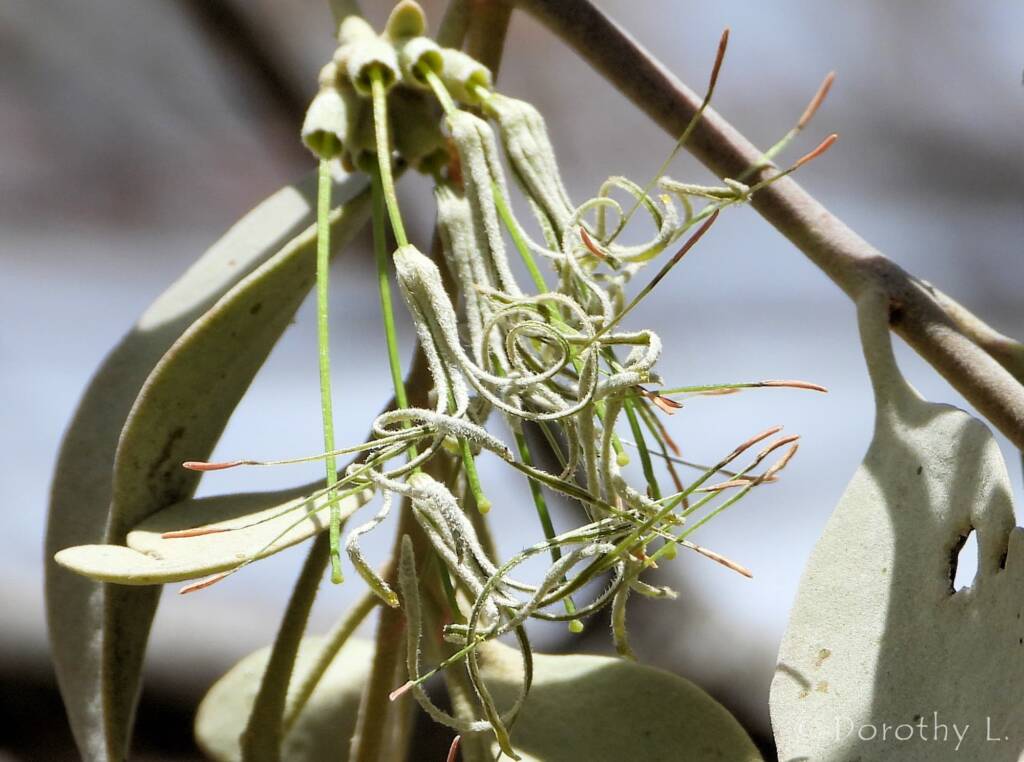 Broad-leaved Mistletoe (Amyema madidenii), Kunoth Bore, Central Australia, NT