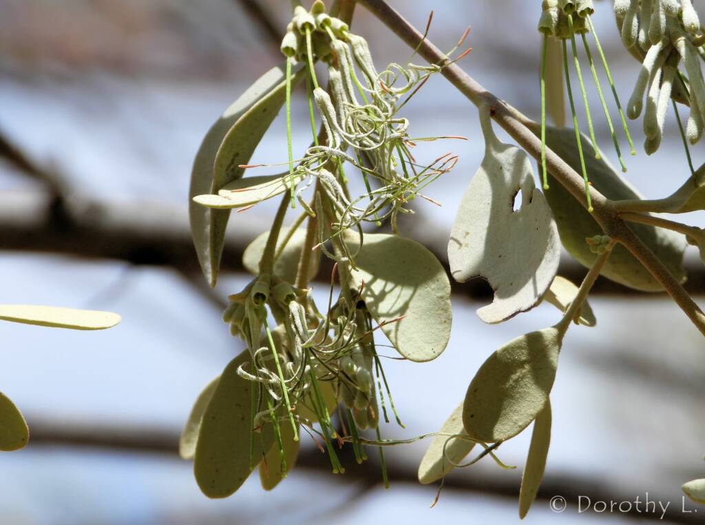 Broad-leaved Mistletoe (Amyema madidenii), Kunoth Bore, Central Australia, NT