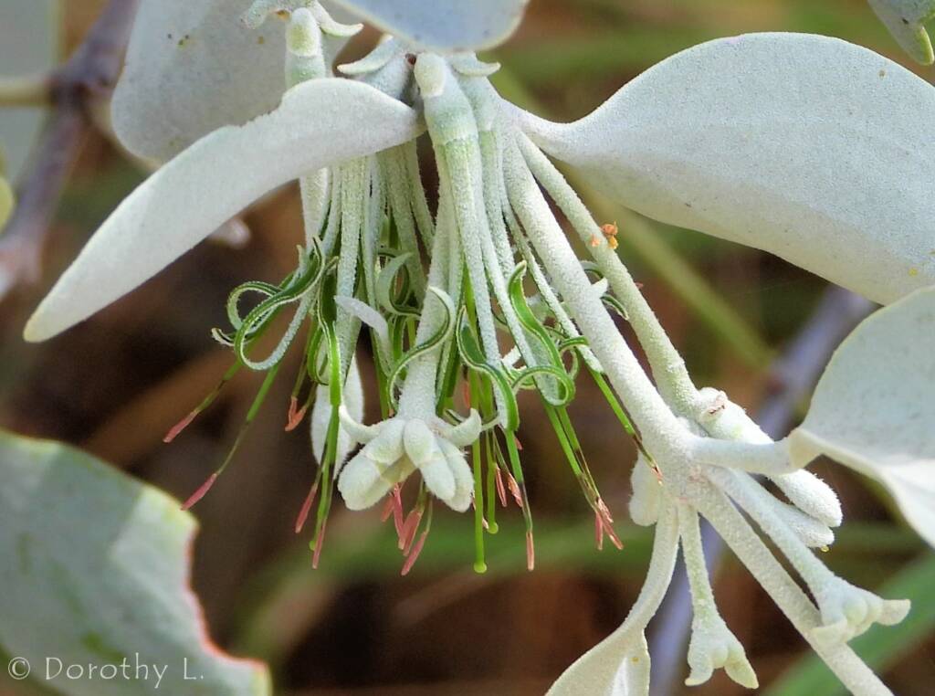 Broad-leaved Mistletoe (Amyema madidenii), Kunoth Bore, Central Australia, NT