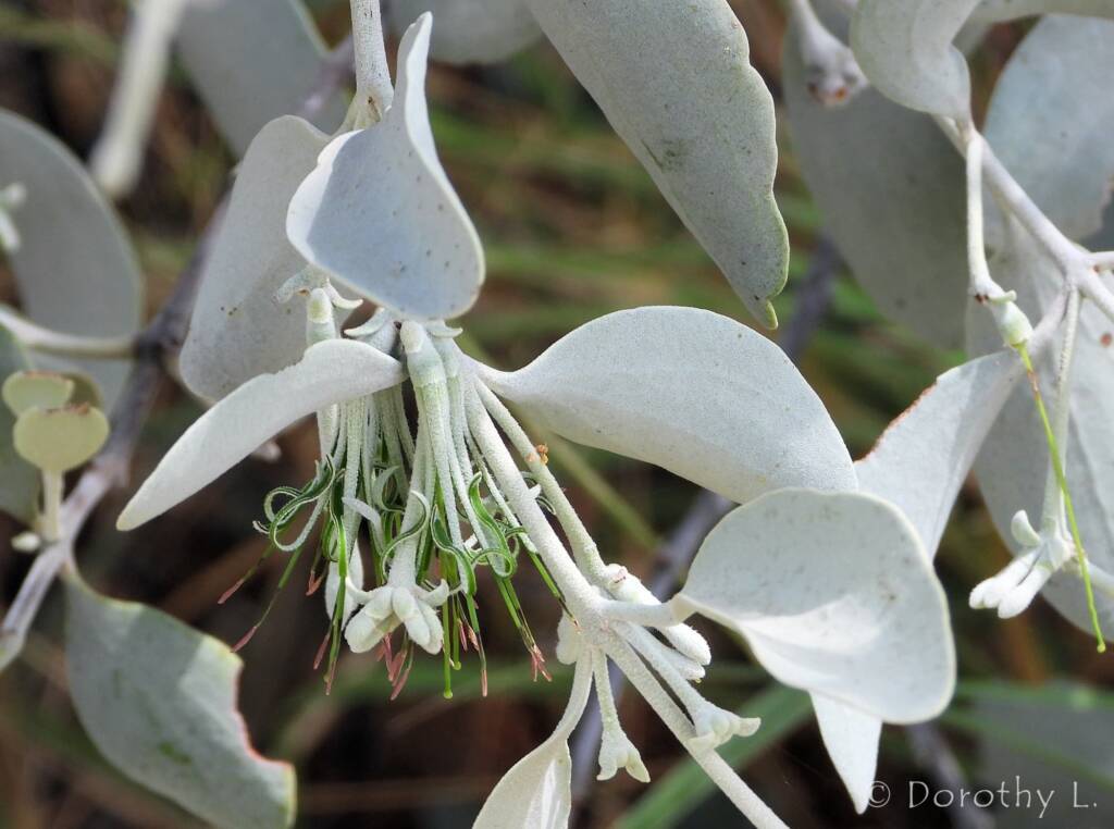 Broad-leaved Mistletoe (Amyema madidenii), Kunoth Bore, Central Australia, NT