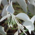 Broad-leaved Mistletoe (Amyema madidenii), Kunoth Bore, Central Australia, NT