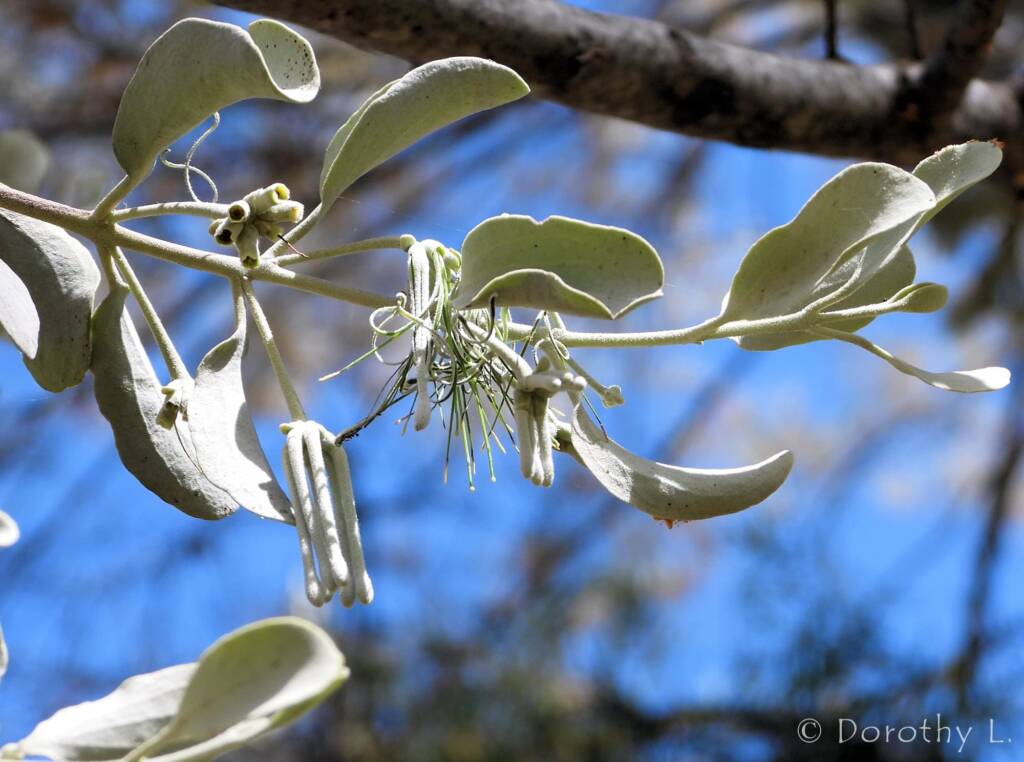 Broad-leaved Mistletoe (Amyema madidenii), Kunoth Bore, Central Australia, NT