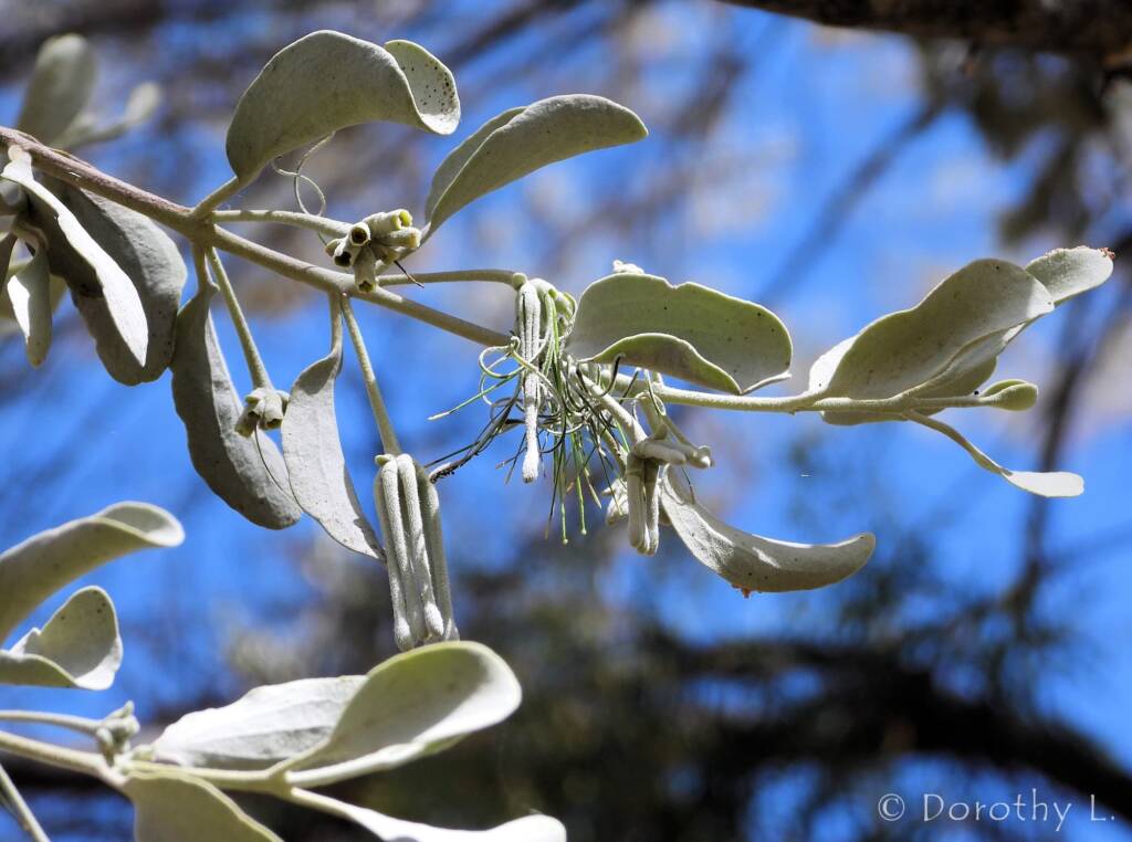 Broad-leaved Mistletoe (Amyema madidenii), Kunoth Bore, Central Australia, NT