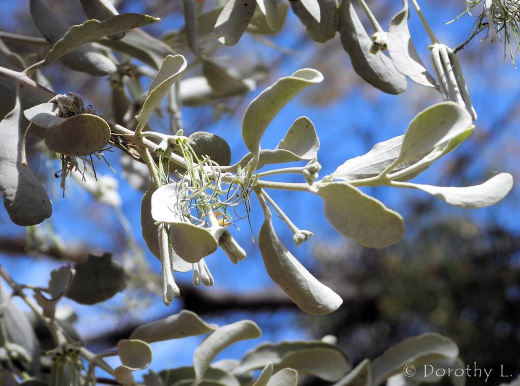 Broad-leaved Mistletoe (Amyema madidenii), Kunoth Bore, Central Australia, NT