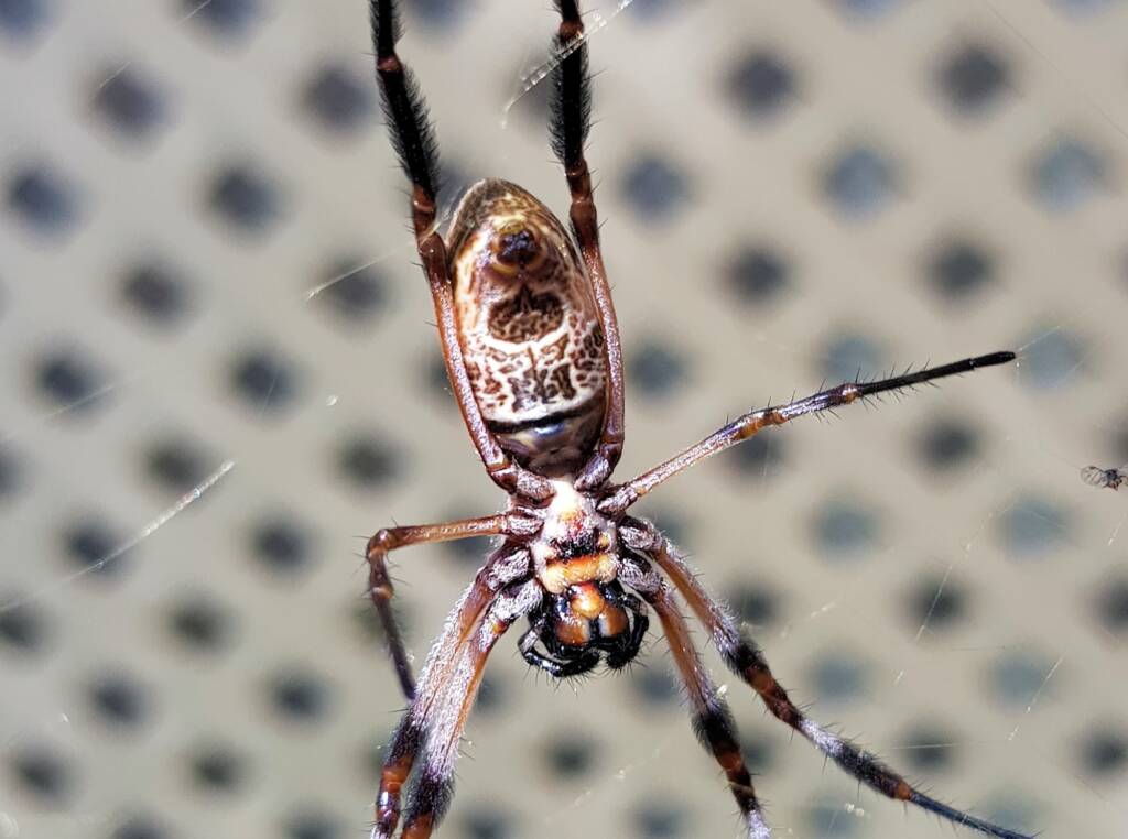 Australian Golden Orb Weaver Spider (Trichonephila edulis)