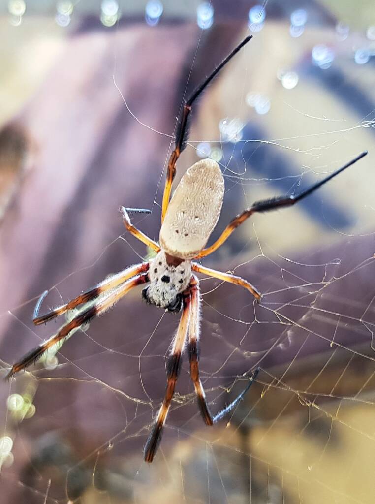 Australian Golden Orb Weaver Spider (Trichonephila edulis)