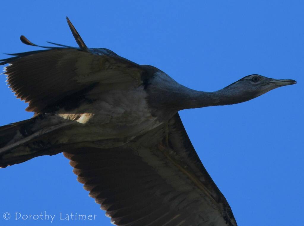 Australian Bustard, Redbank Waterhole © Dorothy Latimer