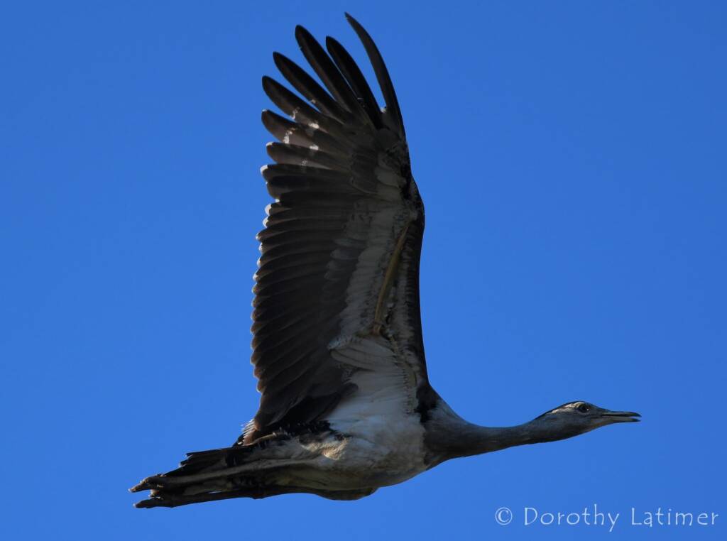 Australian Bustard, Redbank Waterhole © Dorothy Latimer