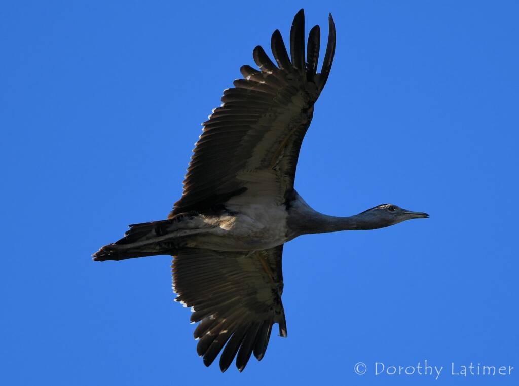 Australian Bustard, Redbank Waterhole © Dorothy Latimer