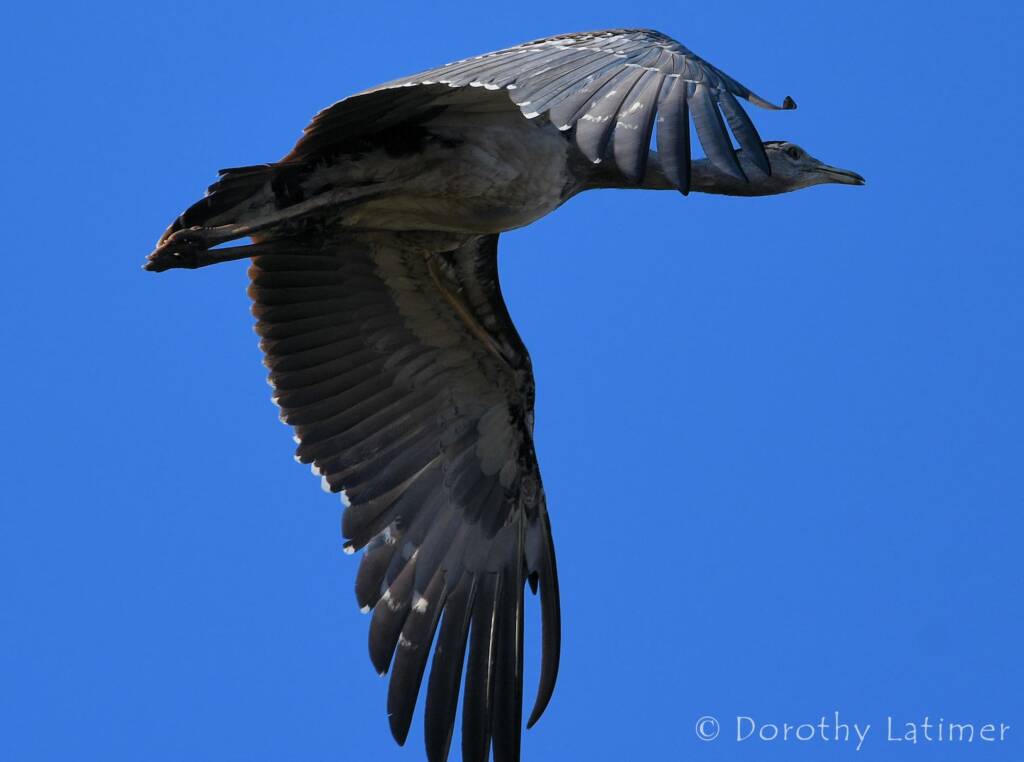 Australian Bustard, Redbank Waterhole © Dorothy Latimer