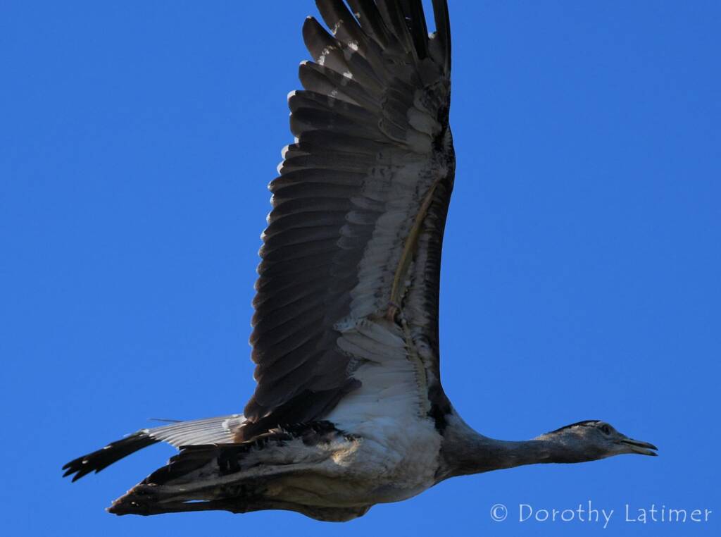 Australian Bustard, Redbank Waterhole © Dorothy Latimer