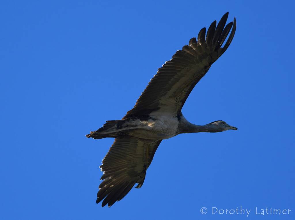Australian Bustard, Redbank Waterhole © Dorothy Latimer