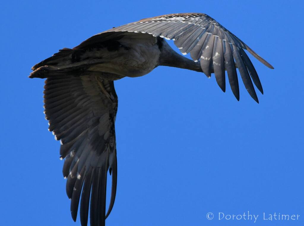 Australian Bustard, Redbank Waterhole © Dorothy Latimer