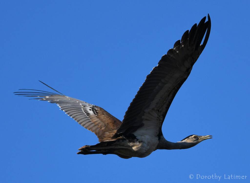 Australian Bustard, Redbank Waterhole © Dorothy Latimer
