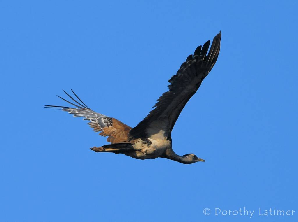 Australian Bustard, Redbank Waterhole © Dorothy Latimer