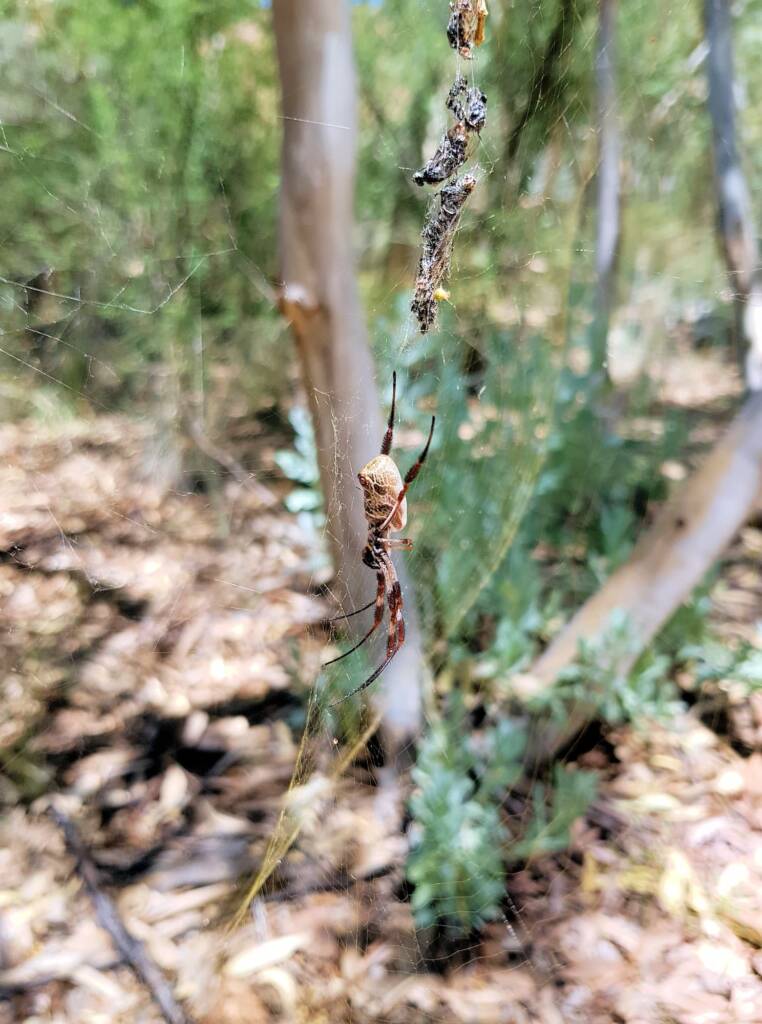 Australian Golden Orb Weaver Spider (Trichonephila edulis), Alice Springs Desert Park, NT