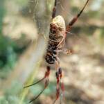 Female Australian Golden Orb Weaver Spider (Trichonephila edulis), Alice Springs Desert Park, NT