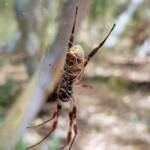 Female Australian Golden Orb Weaver Spider (Trichonephila edulis), Alice Springs Desert Park, NT