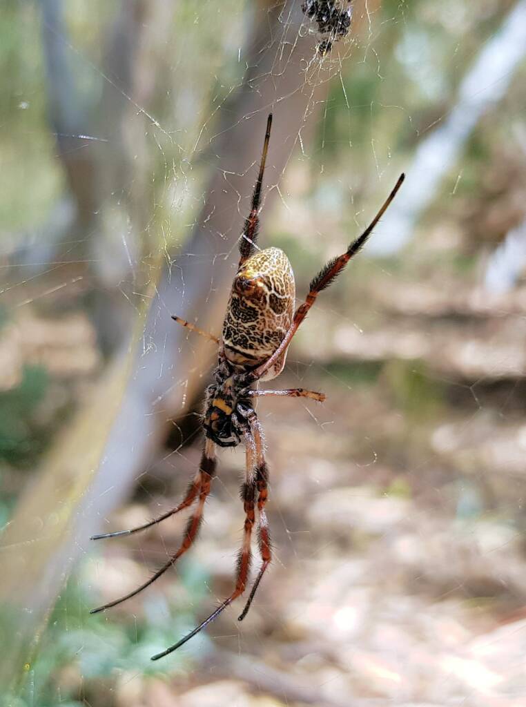 Female Australian Golden Orb Weaver Spider (Trichonephila edulis), Alice Springs Desert Park, NT