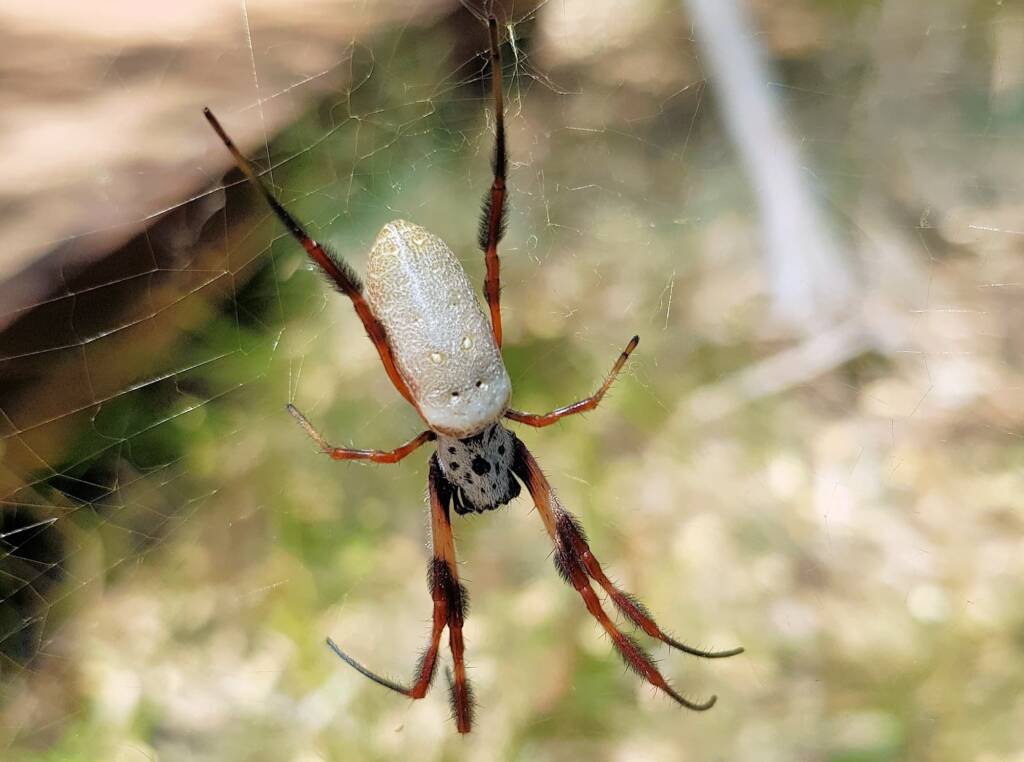 Female Australian Golden Orb Weaver Spider (Trichonephila edulis), Alice Springs Desert Park, NT