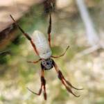 Female Australian Golden Orb Weaver Spider (Trichonephila edulis), Alice Springs Desert Park, NT